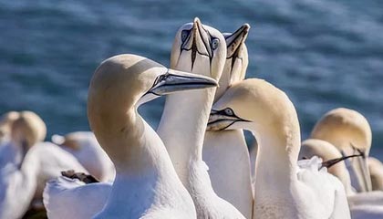 美国出手制裁东南亚诈骗集团：一年被骗走超百亿美元