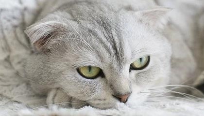 小米汽车无人操作下突然移动，车主否认客服误触手机致车辆启动说法，曝光全程视频：我没碰手机