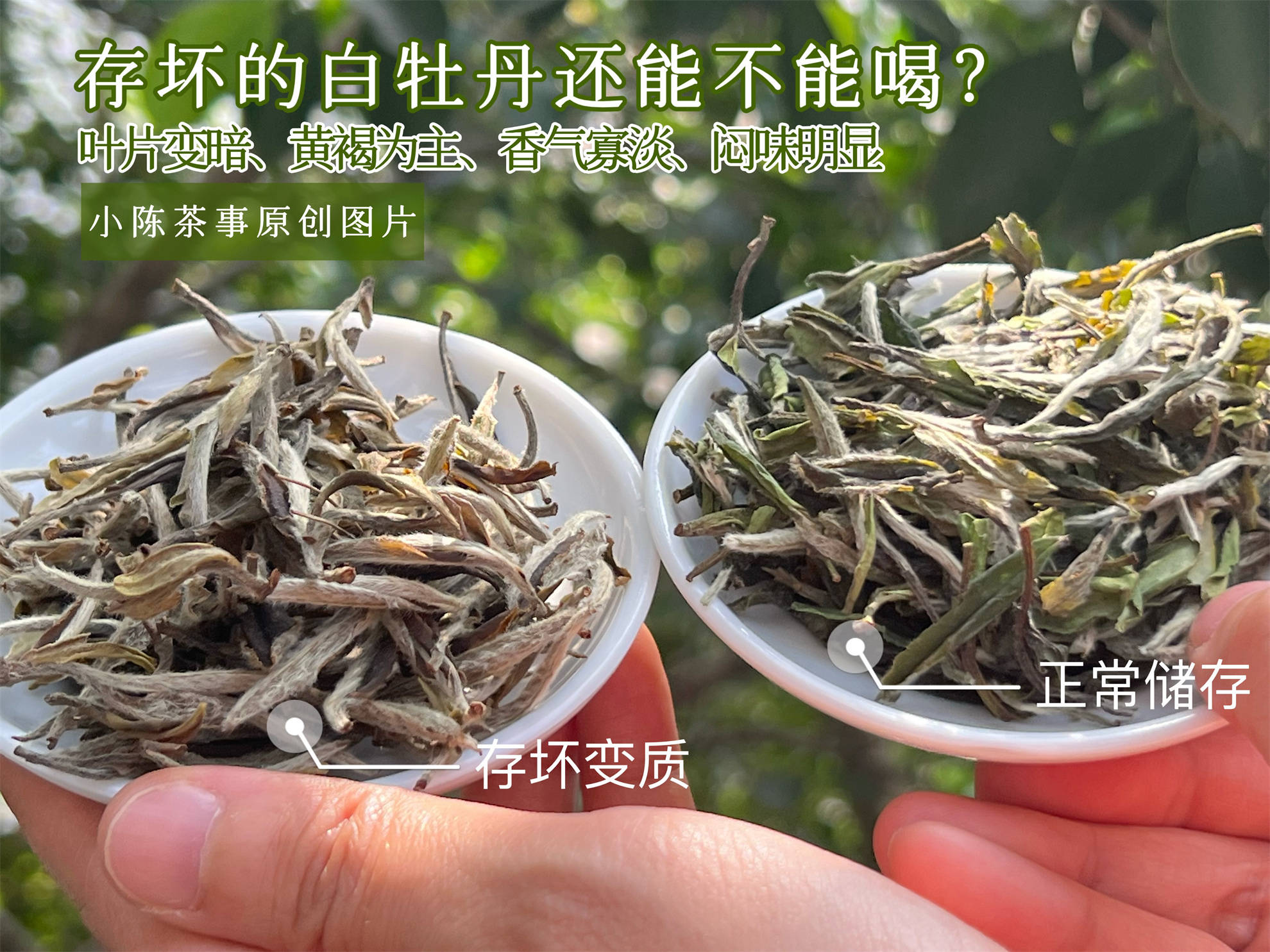 闷泡茶、异味茶、做旧茶，白茶圈公认的3大劣质茶，早知道早避坑