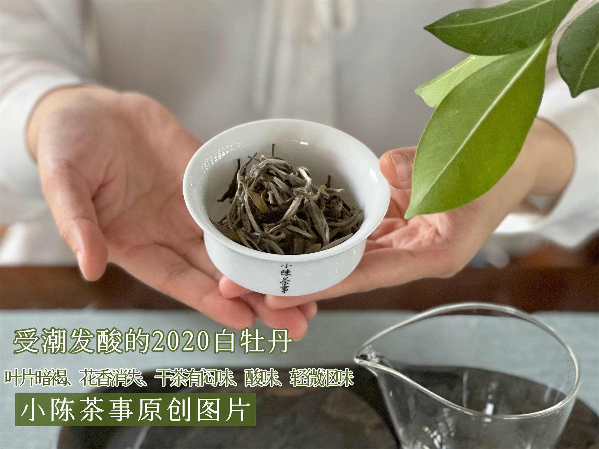 闷泡茶、异味茶、做旧茶，白茶圈公认的3大劣质茶，早知道早避坑