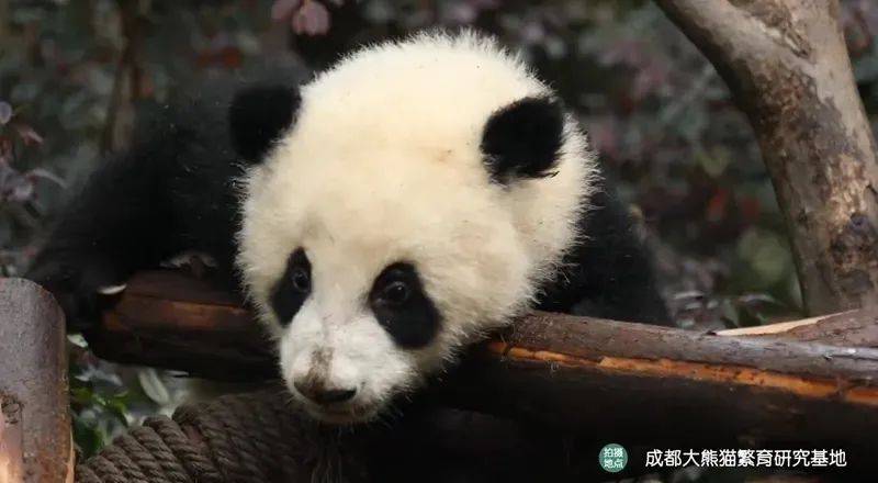 中国乒协就近期“饭圈”乱象发布声明【看世界·新闻早知道】