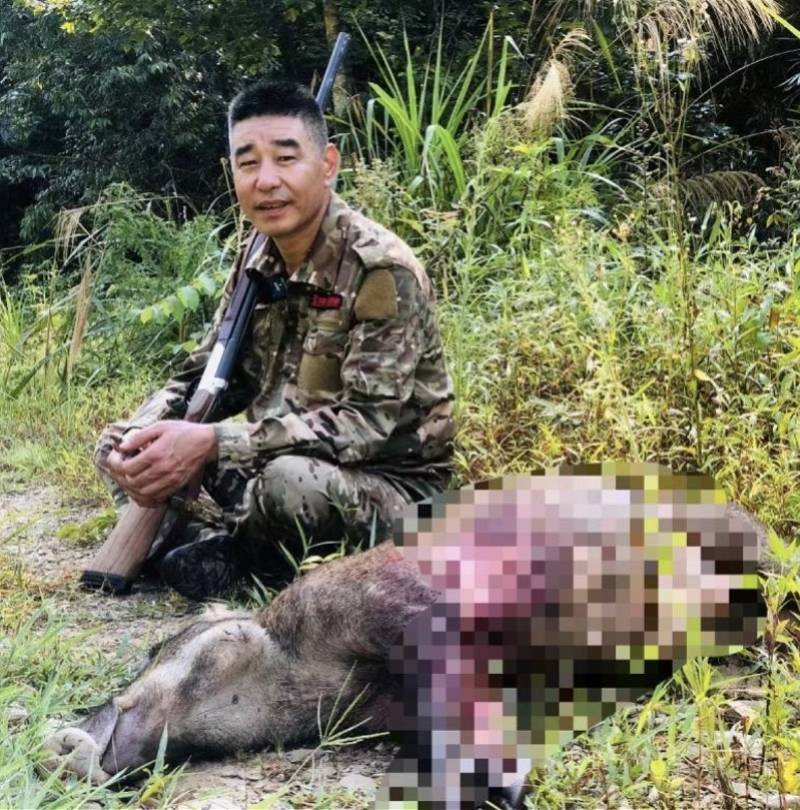 机械师处置野猪侵线被撞背后：野猪数量激增，多地奖励猎捕