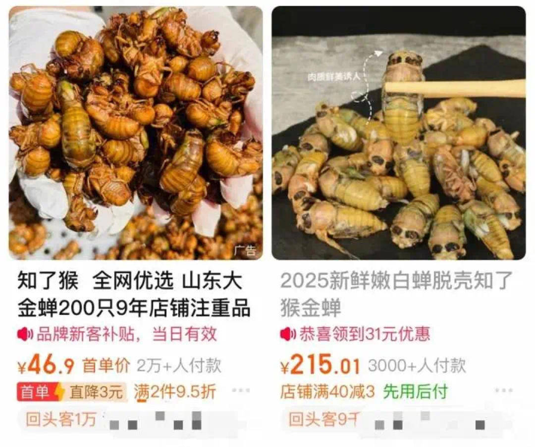 为找“知了猴” 市民拿着手电筒照树？专家：有药用价值 但不要过量捕捉